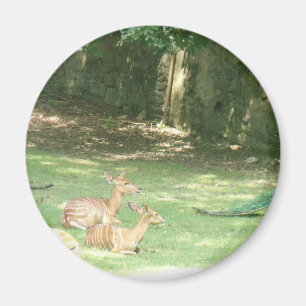 Bronx-Zoo-Bild Magnet