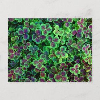 BRONZE DUTCH CLOVER POSTKARTE