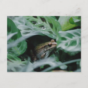 Bronze Frosch in der Gebet-Pflanze Postkarte