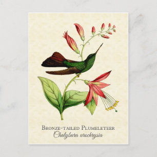 Bronze-Tegelbahn Hummingbird Vintag Art Postkarte