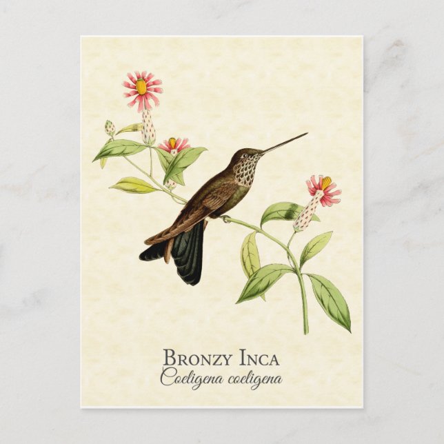 Bronzy Inca Hummingbird Vintag Art Postkarte (Vorderseite)