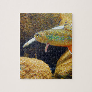 Brook Trout