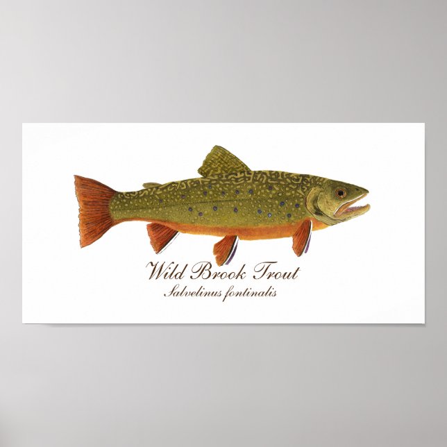 Brook Trout Art Poster (Vorne)