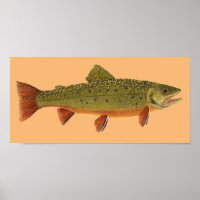 Brook Trout
