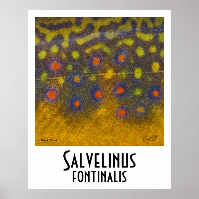 Brook Trout Poster (Vorne)