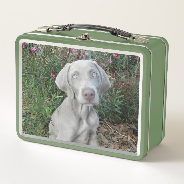 Brooklyn, der Weimaraner Hund Metall Brotdose (Vorderseite)