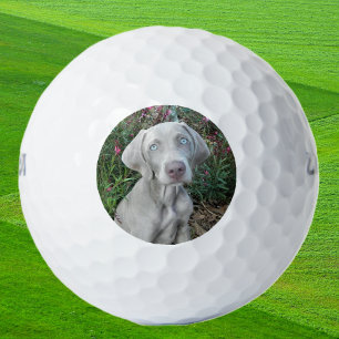 Brooklyn the Weimaraner Dog - Golfbälle
