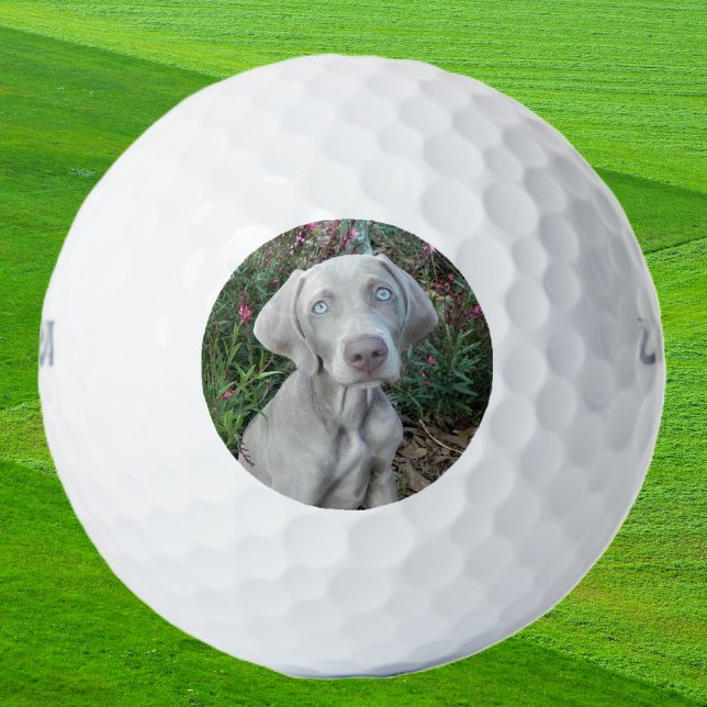 Brooklyn the Weimaraner Dog - Golfbälle (brookie ball)