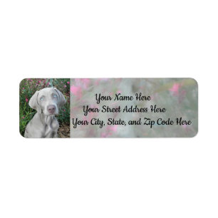 Brooklyn's Garden Party - Weimaraner Dog Adresse
