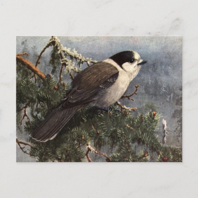 Brooks' Grey Jay in Pine Postkarte (Vorderseite)