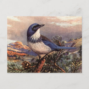 Brooks' Western Scrub-Jay Postkarte