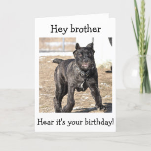 BROTHER-ITALIAN CANE CORSO-"HAPPY BIRTHDAY TO YOU KARTE