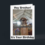 *BROTHER* LLAMA SPASS AM GEBURTSTAG KARTE<br><div class="desc">ZU MEINEM BRUDER,  SAGT DIESE SPRECHENDE LLAMA = LASS MIR AUS,  UM WIR "FEIERN" KÖNNEN</div>