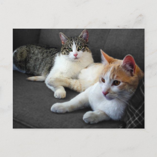 Brother & Sister Kitties Postkarte (Vorderseite)