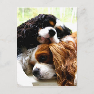 Brothers Cavaliers Postkarte