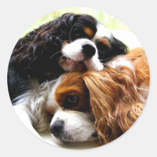 Brothers Cavaliers Runder Aufkleber