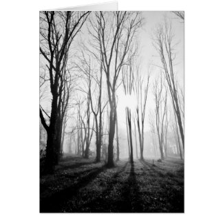 Brouillard de forêt