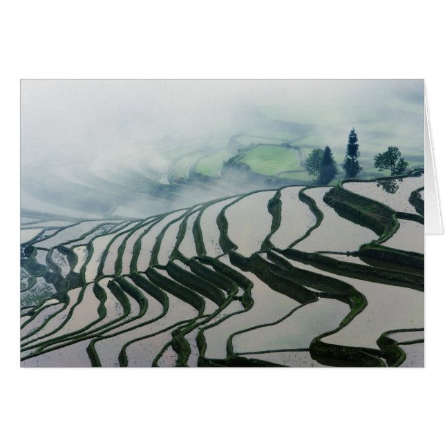 Brouillard de matin au-dessus des gisements de riz (Devant horizontal)