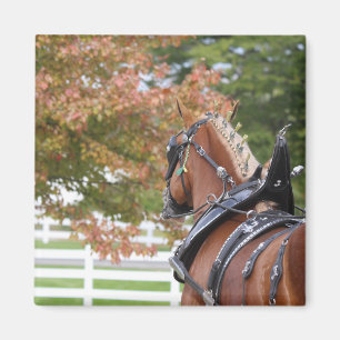 Brouillon belge cheval dans aimant harnais