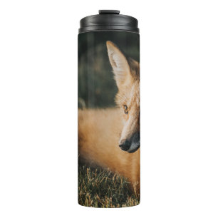 BROWER FOX AUF DEM BODEN THERMOSBECHER