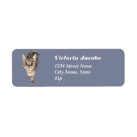 Brown American Shorthair Kitty