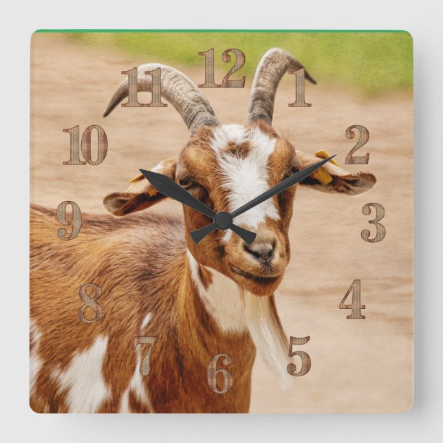 Brown and White Goat Quadratische Wanduhr (Vorderseite)