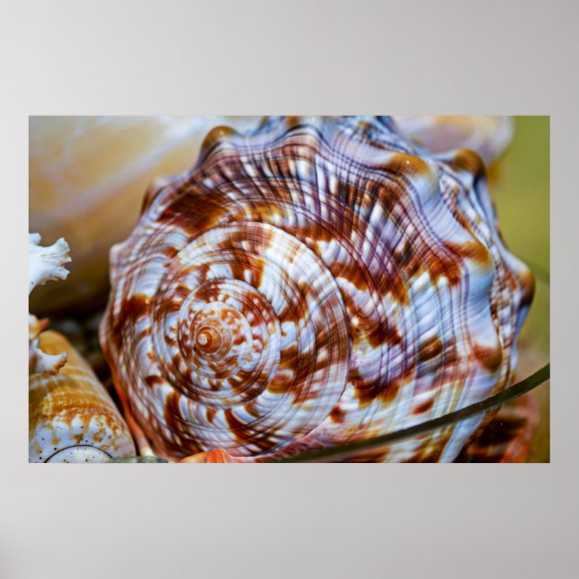 Brown and White Seashell Poster (Vorne)