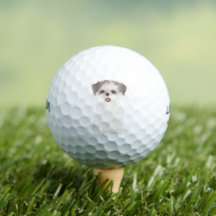 Brown and White Shih Tzu