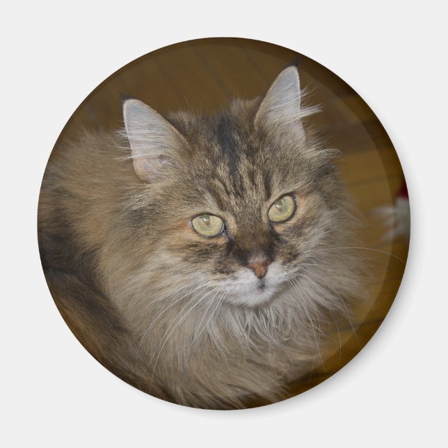 Brown Angora Cat Magnet (Vorne)