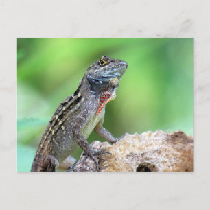 Brown Anole Lizard Postcard Postkarte