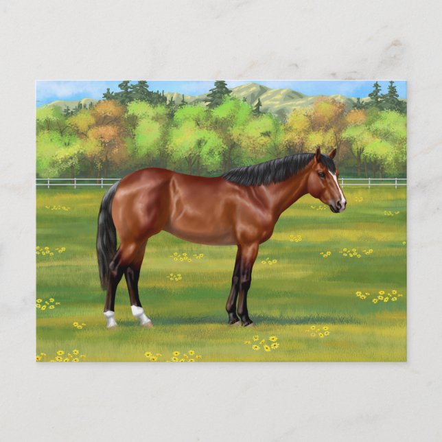 Brown Bay Quarter Horse Postkarte (Vorderseite)