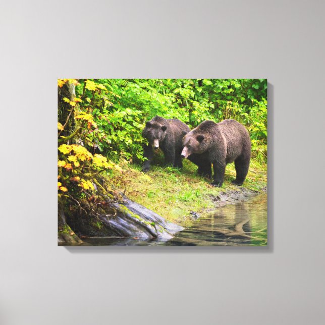 Brown Bear & Cub | Hyder, Alaska Leinwanddruck (Vorderseite)