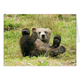 Brown_Bear_Kodiak_Cub