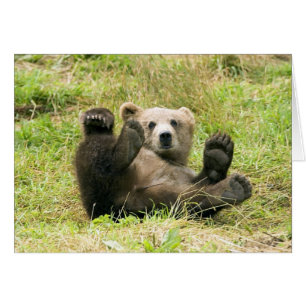 Brown_Bear_Kodiak_Cub