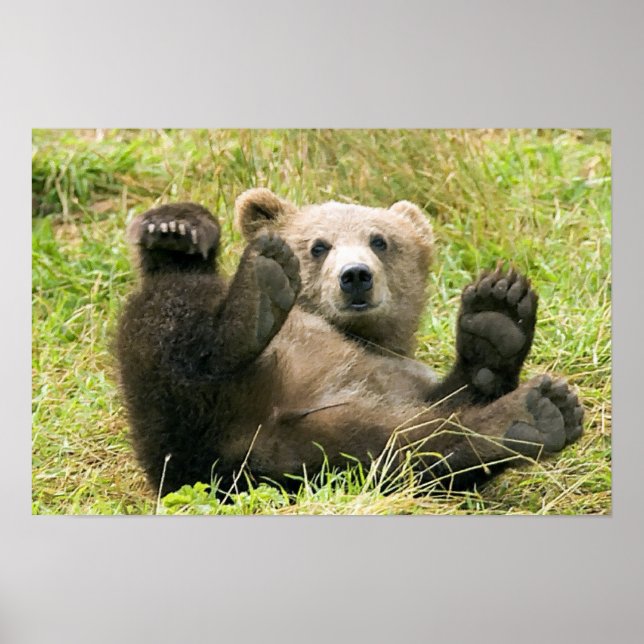 Brown_Bear_Kodiak_Cub_NWR Poster (Vorne)