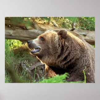 Brown Bear Poster
