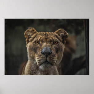 BROWN BEAR SELECTIVE FOCAL FOTO WÄHREND DES TAGES POSTER