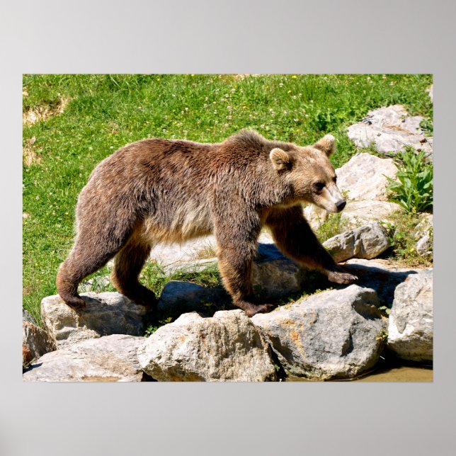 Brown bear walking  poster (Vorne)