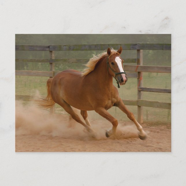 Brown Beauty Postcard Postkarte (Vorderseite)