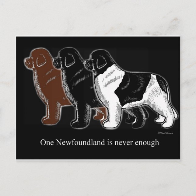 Brown Black und Landseer Neufundland Postkarte (Vorderseite)