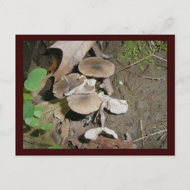 Brown Bunch Mushrooms Postkarte (Vorderseite)