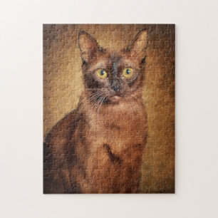 Brown Burmese Cat Portrait