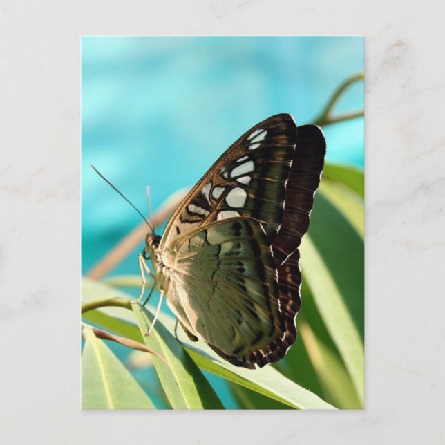 Brown Butterfly Closed Wings Postkarte (Vorderseite)