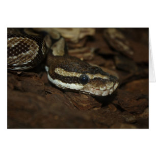 Brown Carpet Python