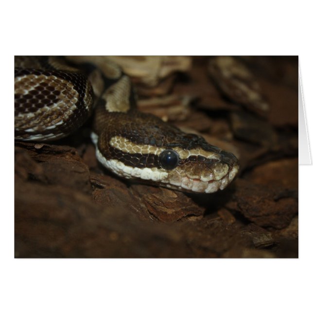 Brown Carpet Python (Vorderseite (Horizontal))