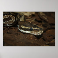 Brown Carpet Python