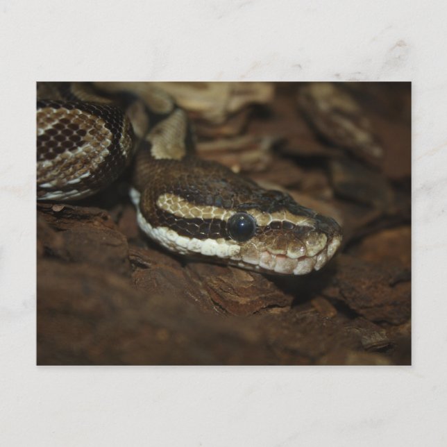 Brown Carpet Python Postkarte (Vorderseite)