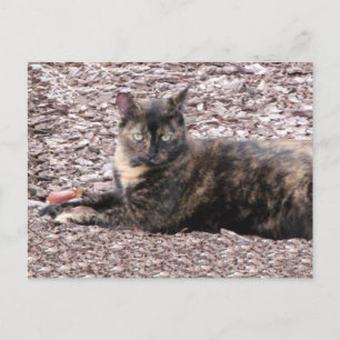 Brown Cat Foto Postkarte