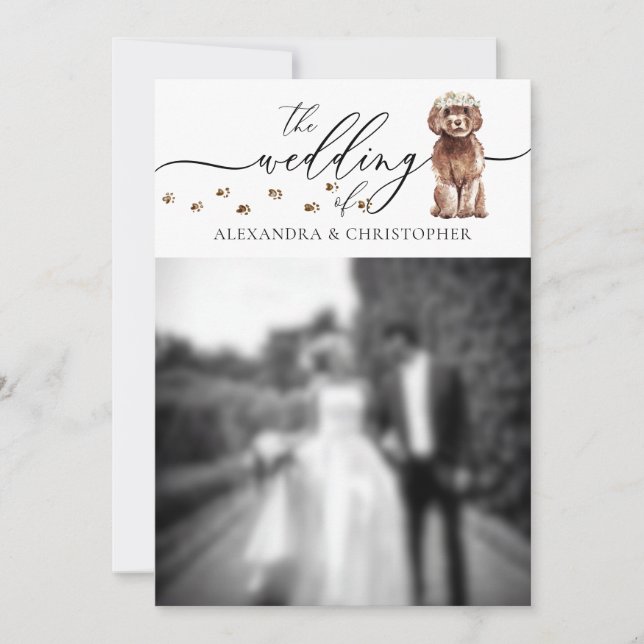 Brown Cavapoo Welpe Wedding Foto Einladung (Vorderseite)