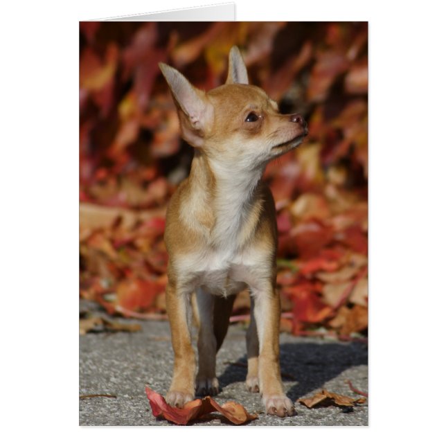 Brown Chihuahua Puppy (Vorne)